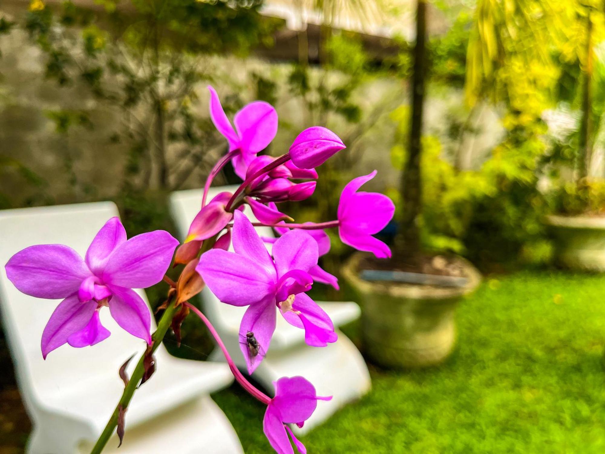 Galle Camellia Ngoại thất bức ảnh